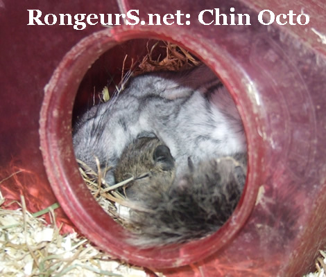Chinchilla Octodon