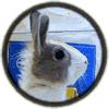 lapin nain